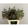 ALLIUM NECT SIC ARTSTIEK