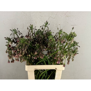 ALLIUM NECT SIC ARTSTIEK