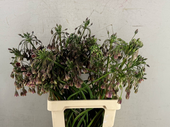 <h4>ALLIUM NECT SICULUM BULGAR</h4>