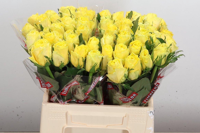 <h4>R Gr Good Times</h4>