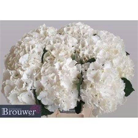<h4>Hydr M Ch Whi Verena</h4>