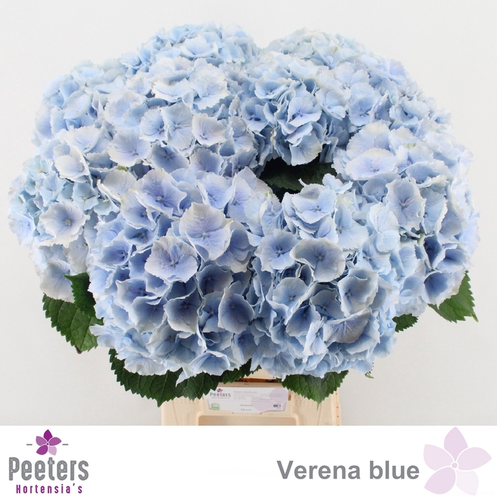 <h4>HYDR M CH VERENA BL</h4>