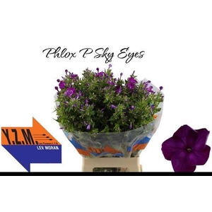 PHLOX P SKY EYES