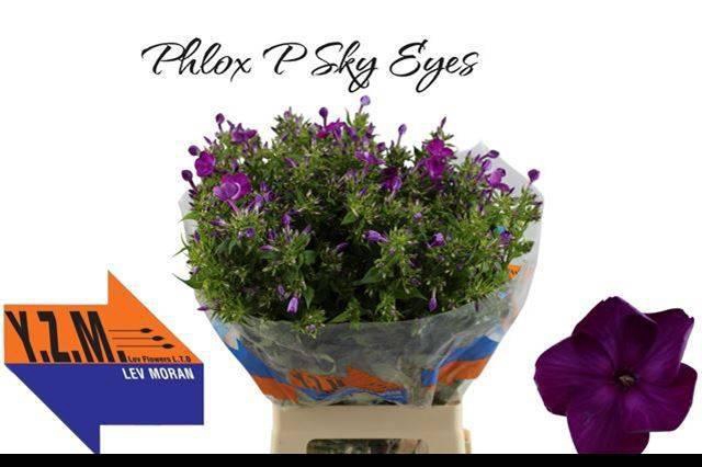 <h4>PHLOX P SKY EYES</h4>