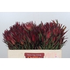 Leucadendron Fireglow Spray