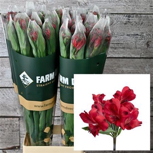 Alstro Red Romance 70gr