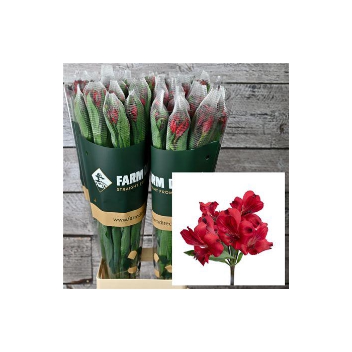 <h4>Alstro Red Romance 70gr</h4>