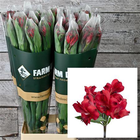 Alstro Red Romance 70gr