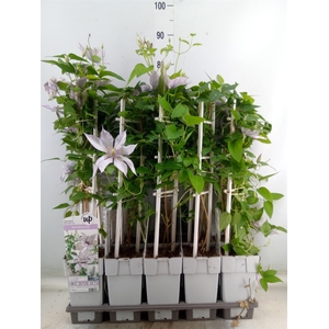 Clematis   ...