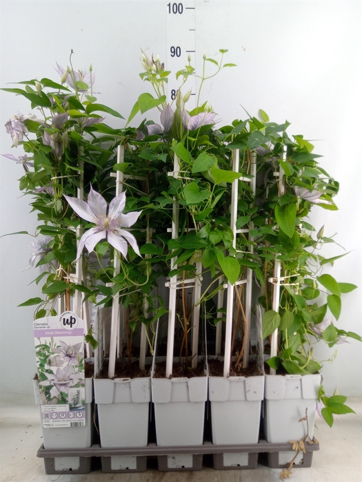 <h4>Clematis   ...</h4>