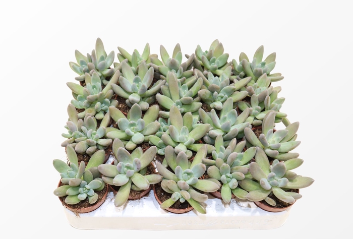 <h4>Pachyphytum Bracteosum Fitkai</h4>