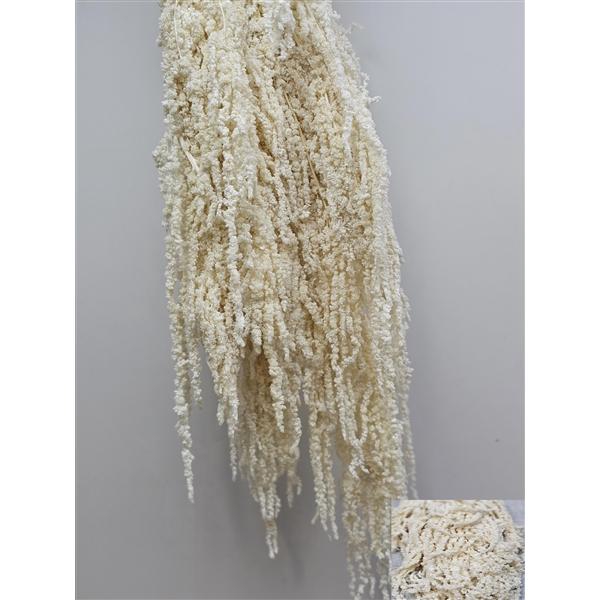 <h4>GESTABILISEERD AMARANTHUS (H) GEBLEEKT</h4>