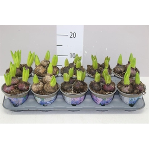 Hyacinthus Gemengd 3pp