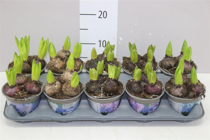 <h4>Hyacinthus Gemengd 3pp</h4>