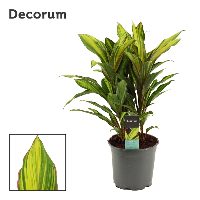 <h4>Cordyline Kiwi Toef 19 cm (Decorum)</h4>