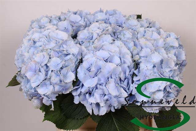 <h4>HYDR M CH VERENA BL</h4>