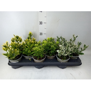 Euonymus japon.   ...mix