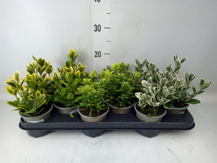 <h4>Euonymus japon.   ...mix</h4>