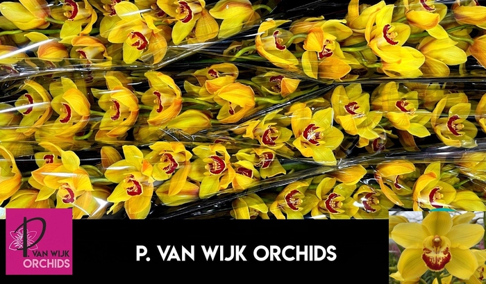 <h4>CYMB T RIJSENHOUT</h4>