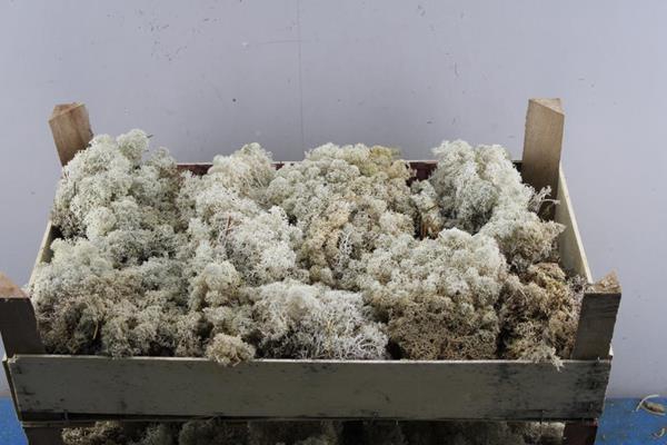 <h4>Mos Zilver Vers</h4>