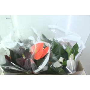 ANTHURIUM VARIADO P17