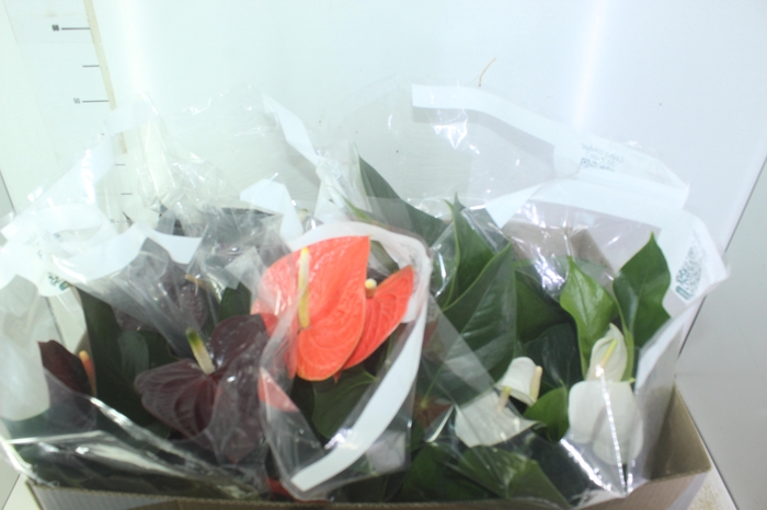 <h4>ANTHURIUM VARIADO P17</h4>