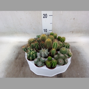 Cactus   ...mix