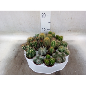 Cactus   ...mix