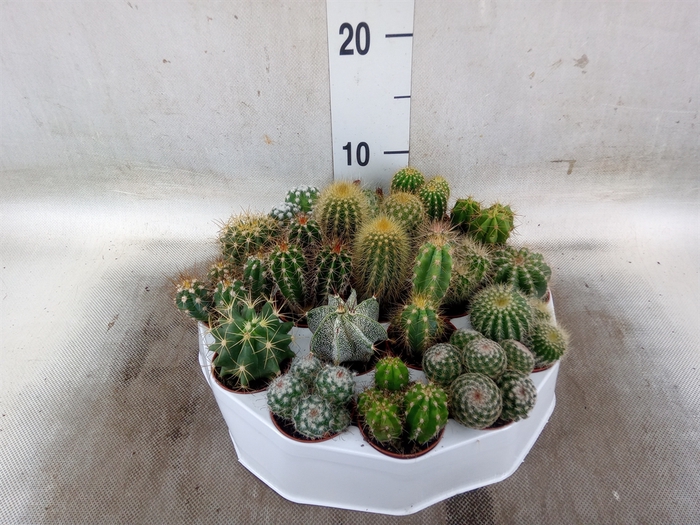 <h4>Cactus   ...mix</h4>