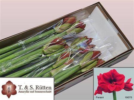 <h4>Hipp Ferrari</h4>