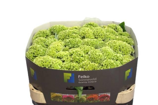 <h4>CEL C ACT VERDA</h4>