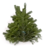 Abies nord. 400-500 g