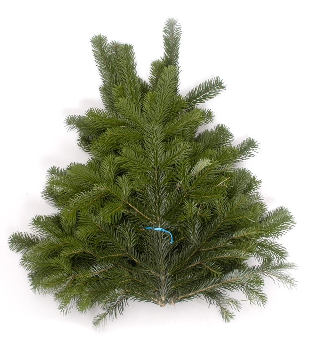 Abies nord. 400-500 g