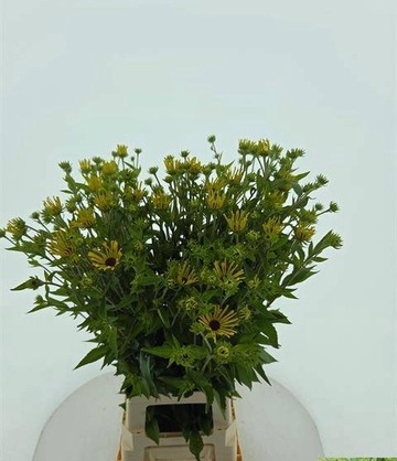 RUDBECKIA NITIDA