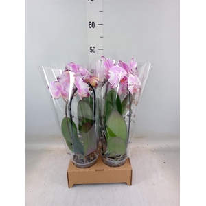 Phalaenopsis  'Elegant Cascade'