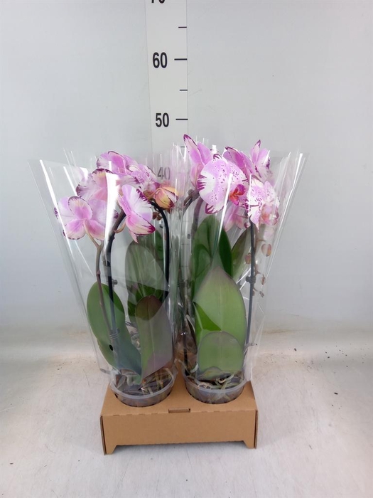 <h4>Phalaenopsis  'Elegant Cascade'</h4>