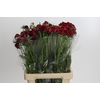Scabiosa Scoop Hot Pink