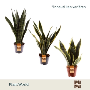Sansevieria 3-4 soorten gemengd