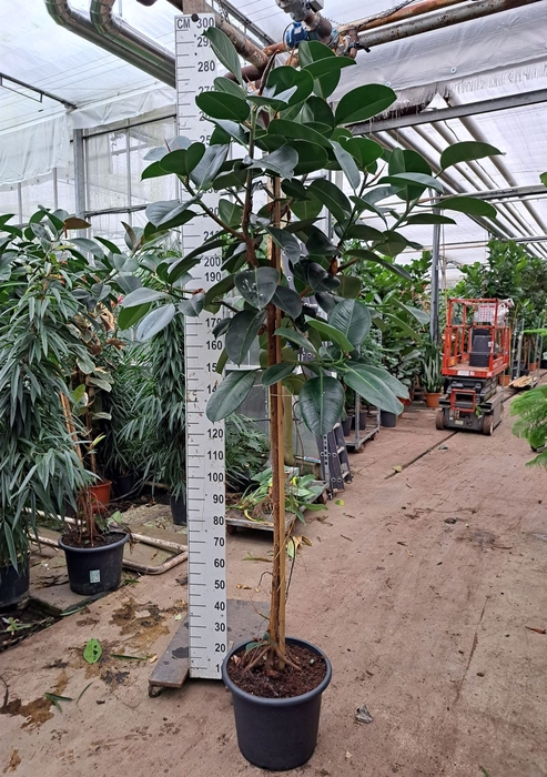 <h4>Ficus elastica 'Robusta'</h4>