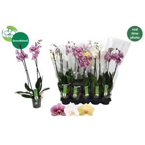 PHAL OV WIT