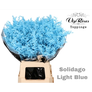 SOLIDAGO LIGHT BLUE