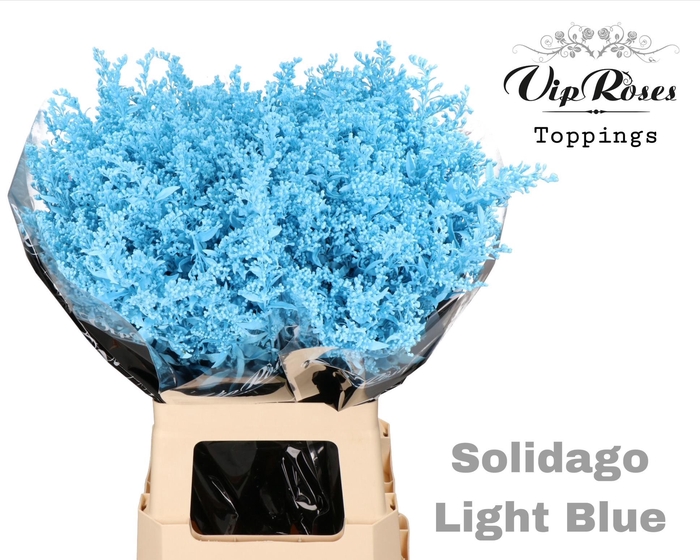 <h4>SOLIDAGO LIGHT BLUE</h4>