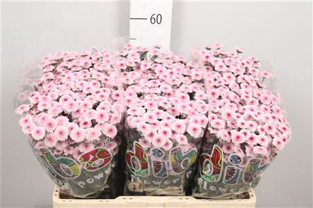 Chr S Mad Tyolo Bico