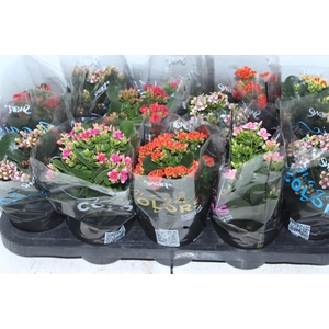 KALANCHOE P11 BICOLOR