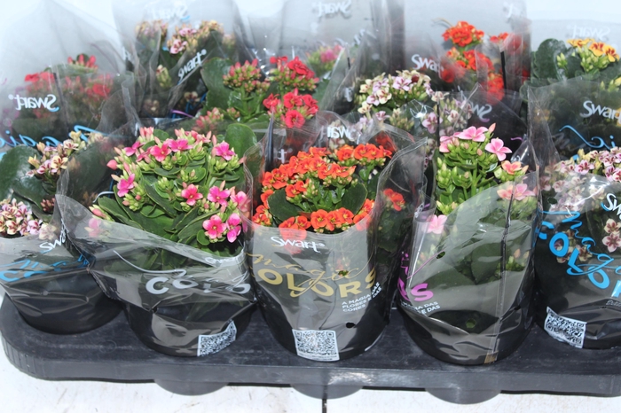 <h4>KALANCHOE P11 BICOLOR</h4>