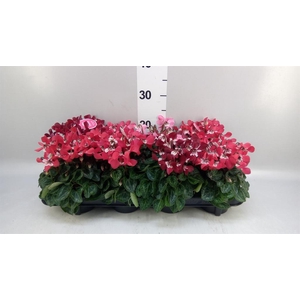Cyclamen KL 'Djix'