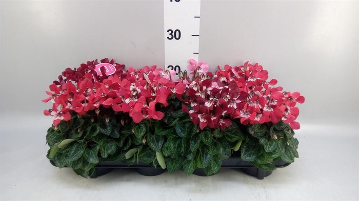 <h4>Cyclamen KL 'Djix'</h4>