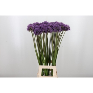 Allium Gladiator