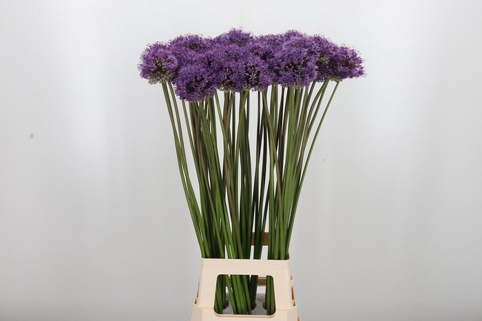 <h4>Allium Gladiator</h4>