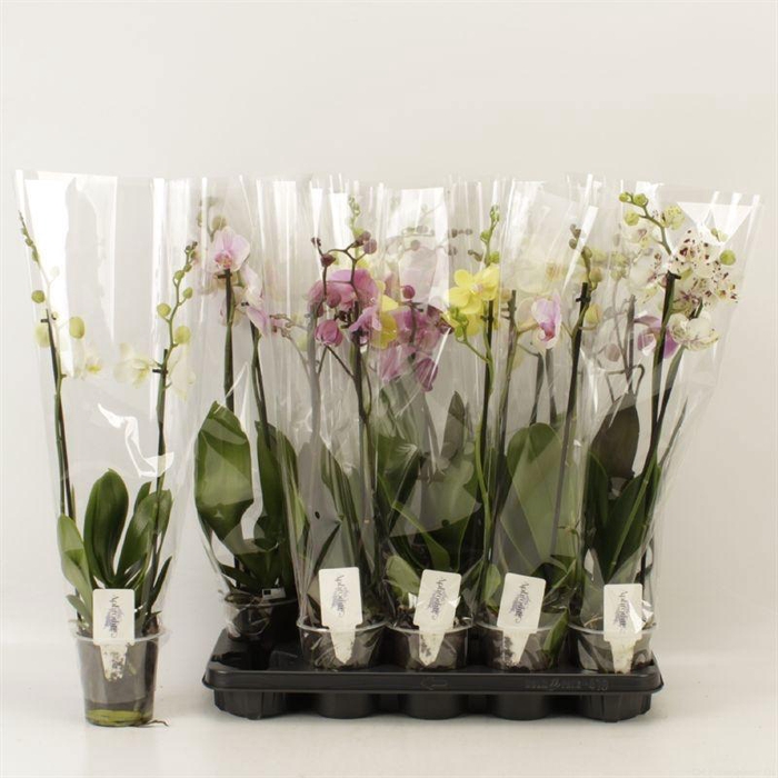 <h4>PHAL GEM 6 KL</h4>